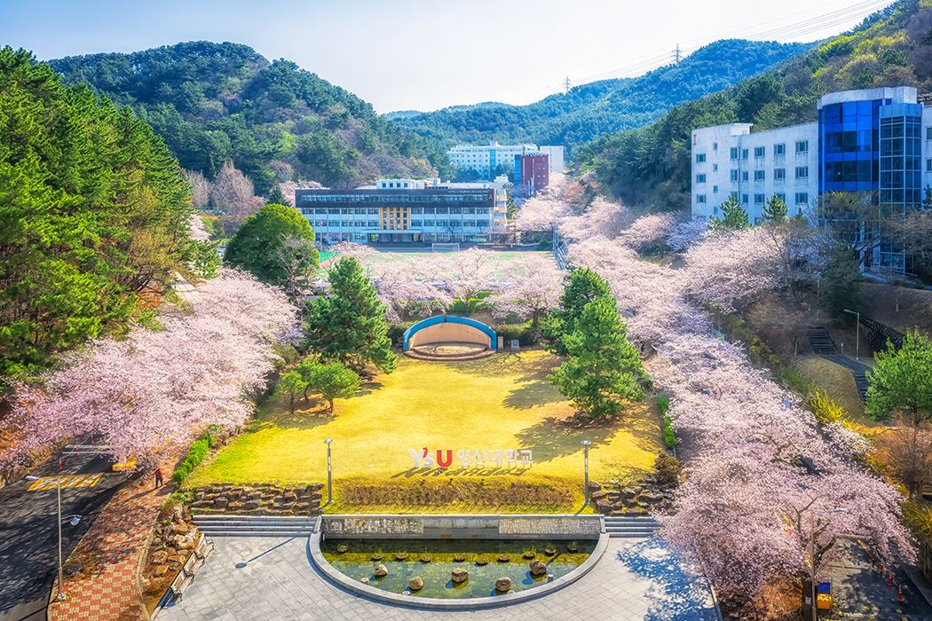 Trường Đại Học Youngsan Hàn Quốc